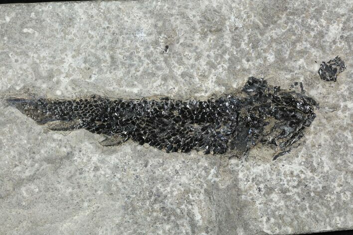 Devonian Lobed-Fin Fish (Osteolepis) - Scotland #113288
